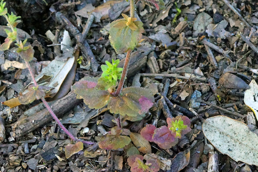 Veronica arvensis